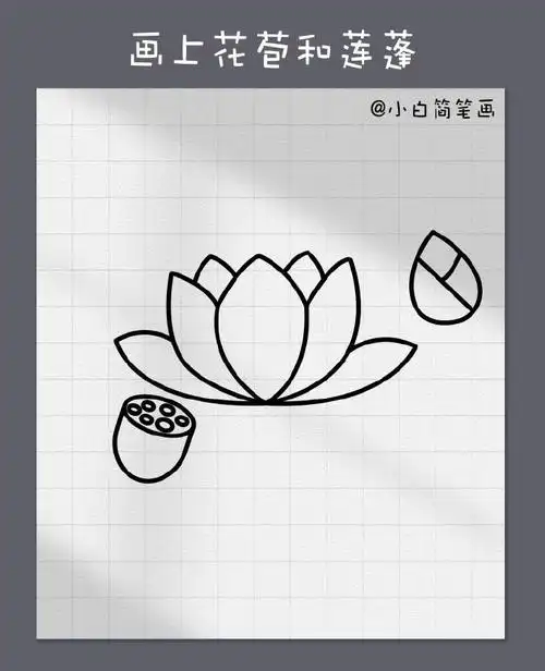 荷花简笔画教程.