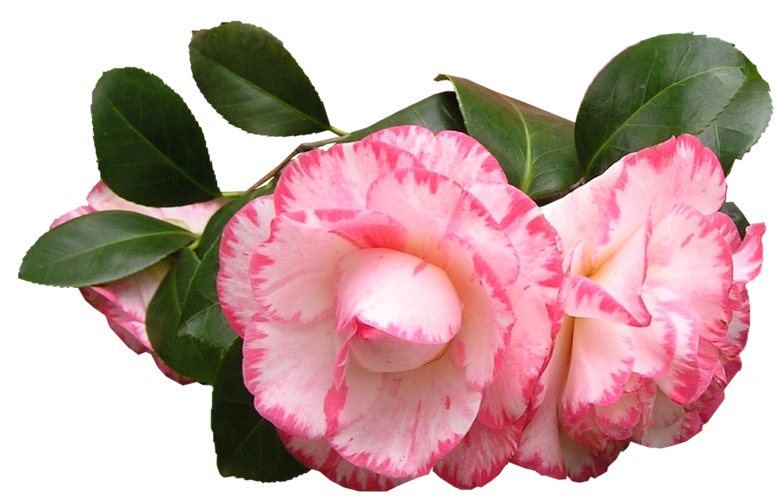 花中娇客|精选茶花高清美图欣赏