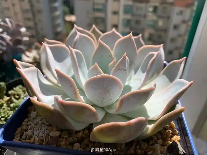 日立昂,是个什么品种