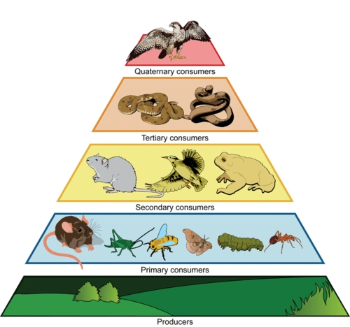 number of steps an organism is from the start of the food chain
