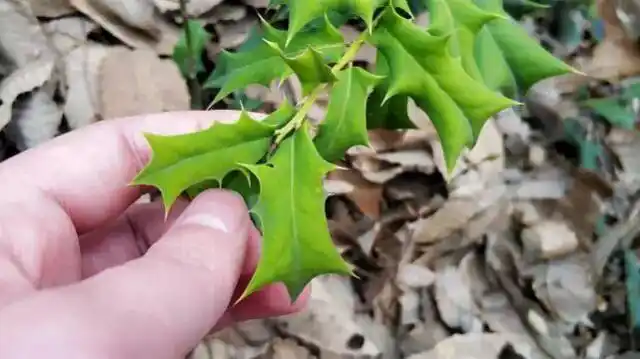 老农称它为"老鼠刺",入药能够补肝肾,殊不知还能用来"防贼"