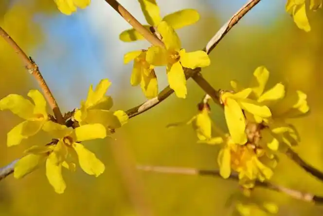 连翘花,原创拍摄