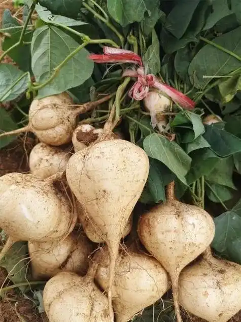 听说过土瓜这种瓜吗