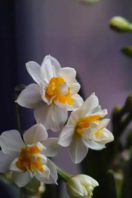 图虫静物摄影:重瓣水仙
