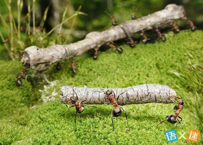 描写蚂蚁搬家的作文