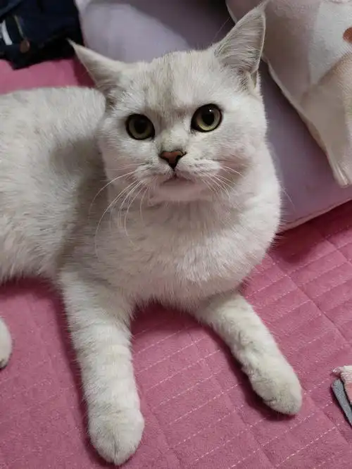 银渐层什么时候发腮啊