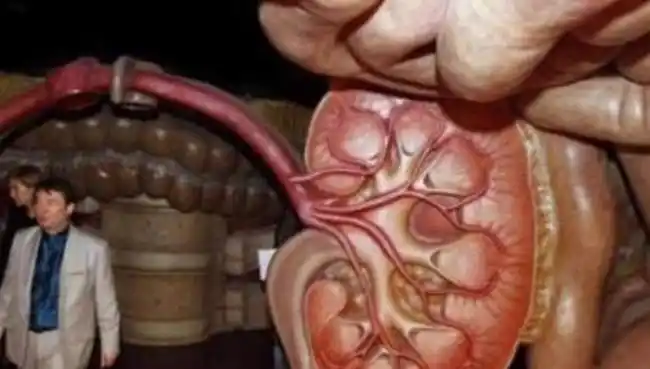 全球唯一的人体博物馆在女巨人身体里每次仅16人进入内部逼真