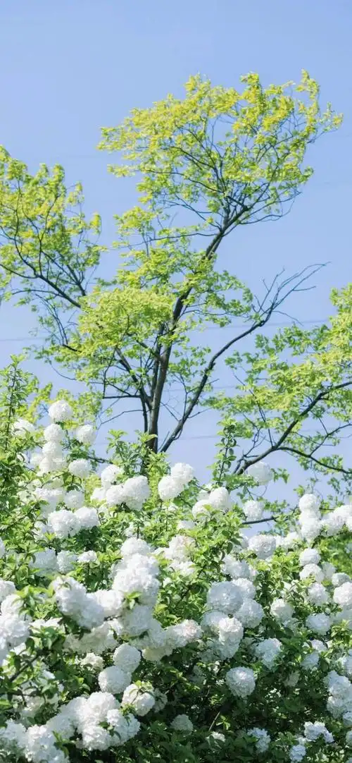 治愈系风景图片小清新,夏天风景美图超清 唯美,风景照片高清唯美夏天