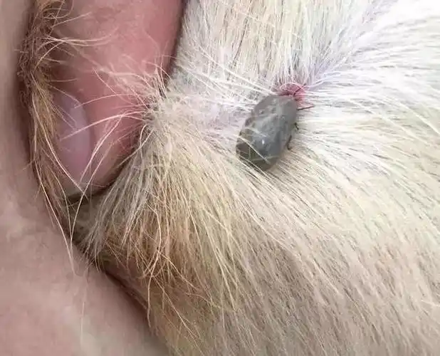 狗身上有红色的虫子是什么虫子?狗狗长蜱虫要不要剃毛