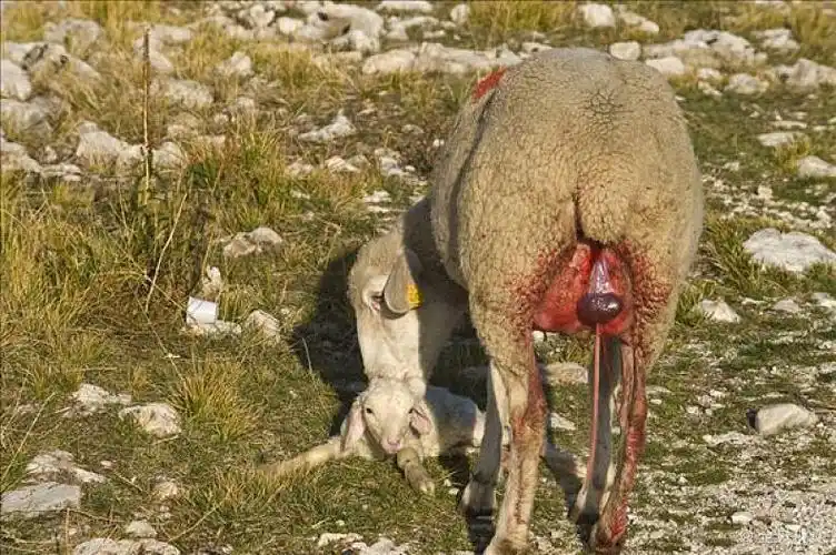诞生_羊羔_母兽_绵羊_意大利_欧洲_高清图片_全景视觉