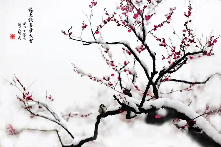 【白雪红梅摄影图片】梅花山生态摄影_黎明视野_太平洋电脑网摄影部落