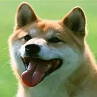 中华田园犬表情包_微信头像图片大全