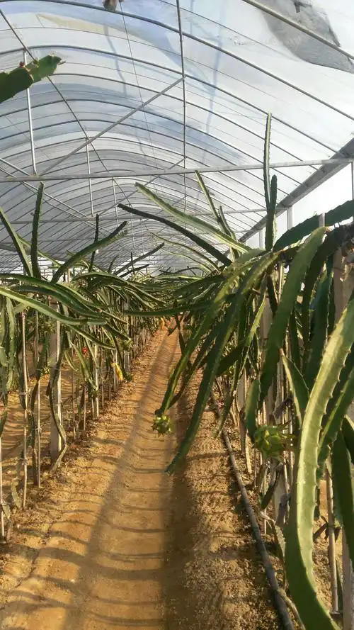 10月5曰爸爸妈妈带我去农庄,看见大棚里种了许多火龙果.