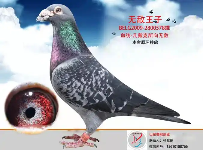 无敌王子-山东翀冠鸽业-中信网爱鸽商城