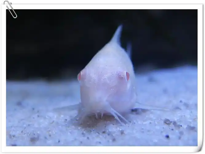 在大润发买的老鼠鱼