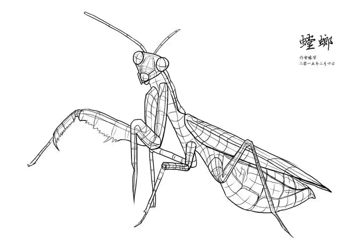 素描结构线条练习——螳螂