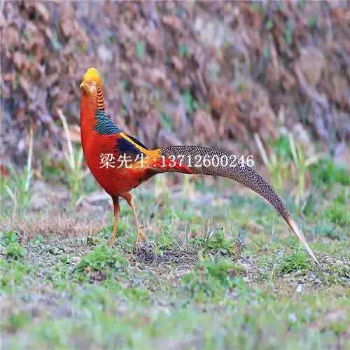 供应红腹锦鸡苗,东莞红腹锦鸡养殖