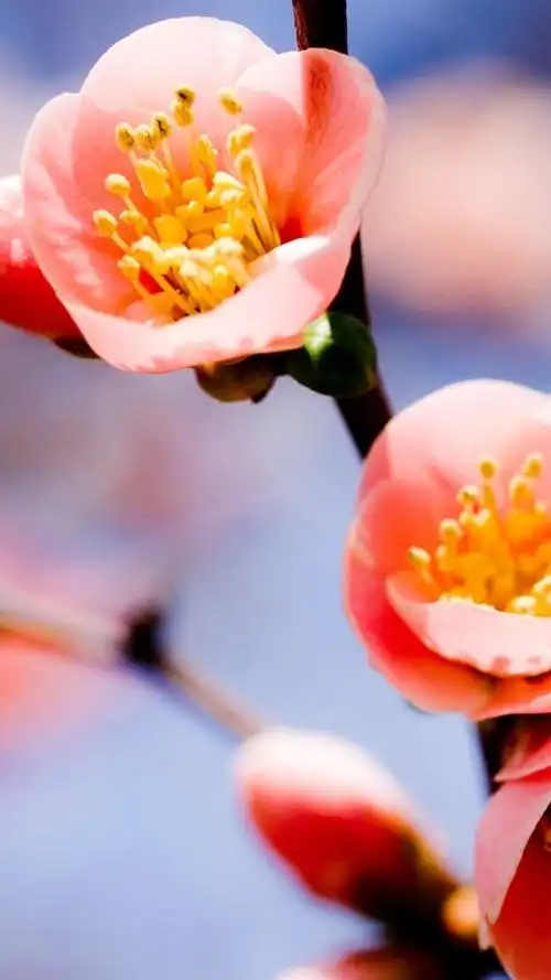 iphone 壁纸 红色的梅花特写