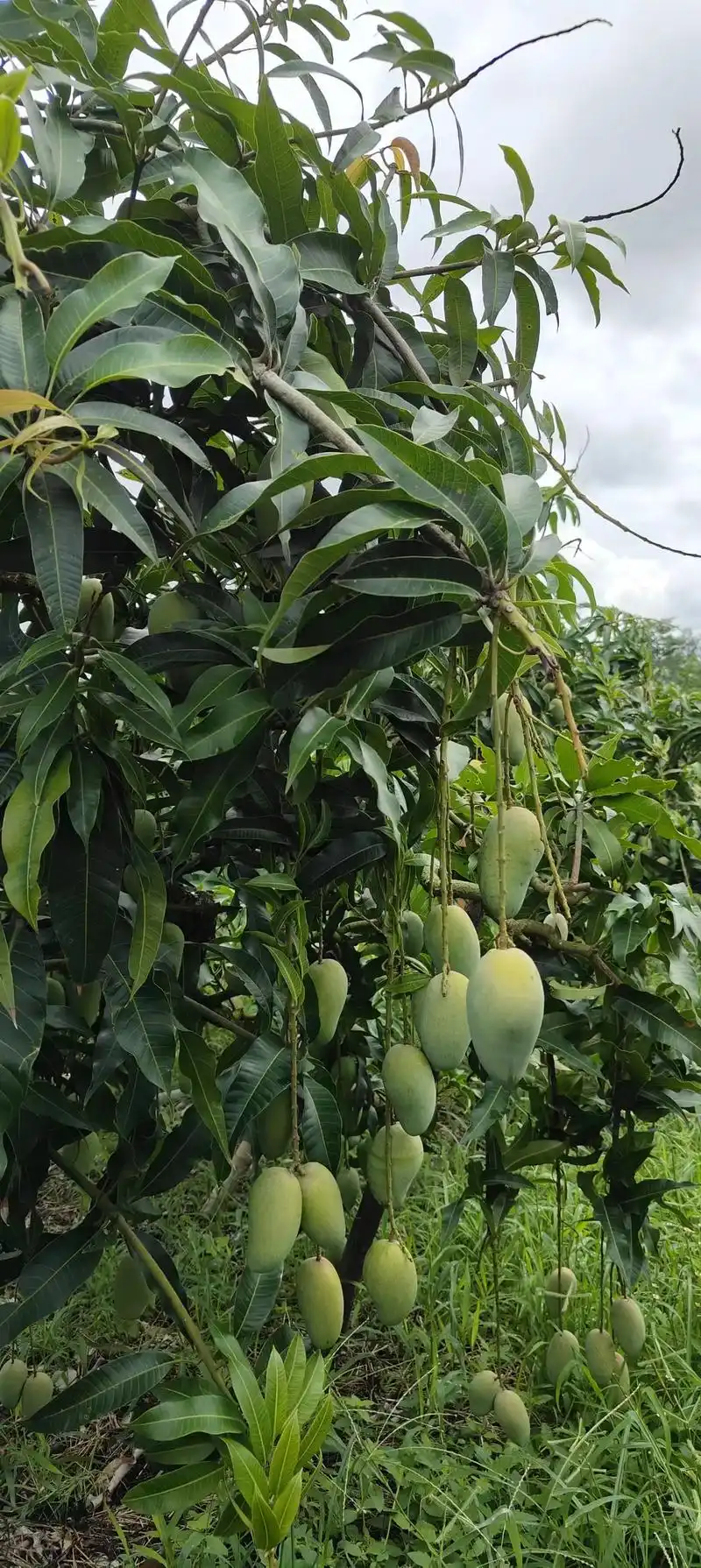 本以为,芒果是长在枝头的果实,而今才发现,它是悬挂在枝头的一道风景