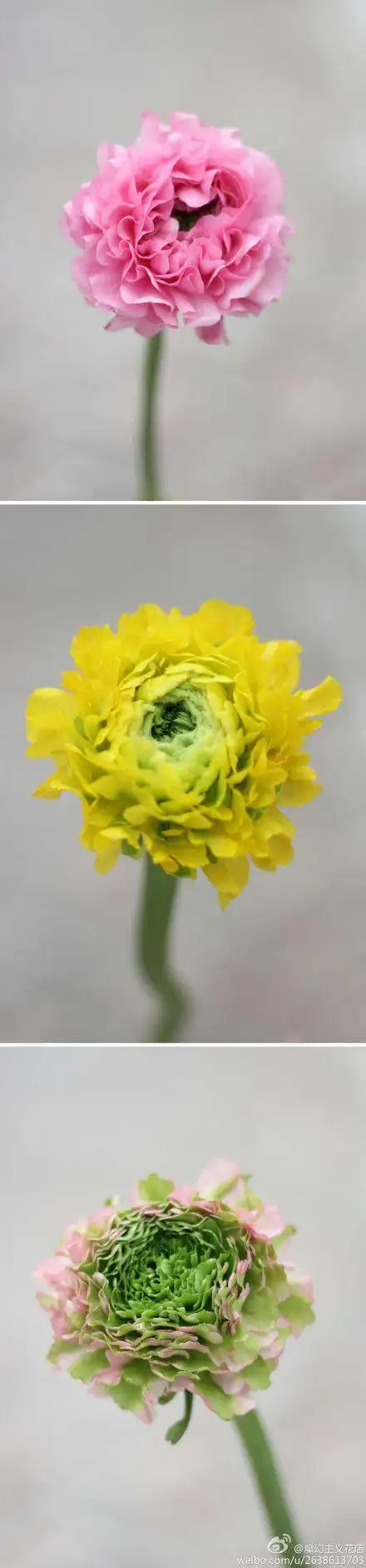 洋牡丹,射手座的守护花.象征高贵与优雅.