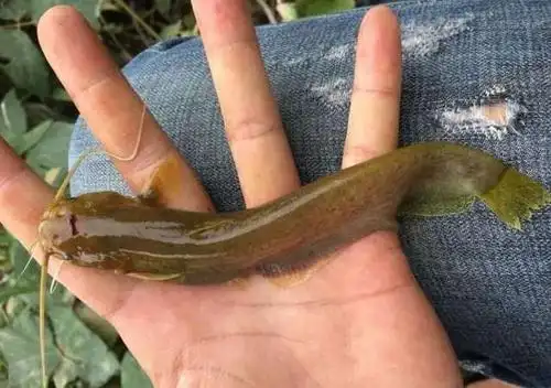 农村里的深山小溪, 钓石鲶鱼都不用打窝的!