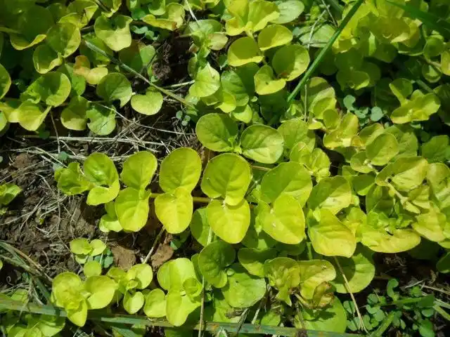 它形似杂草,却可以利胆抗炎,稳糖,降压,功效多