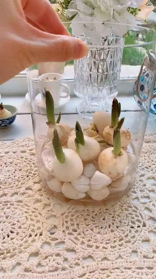 水培郁金香,三天就可以生根发芽-度小视