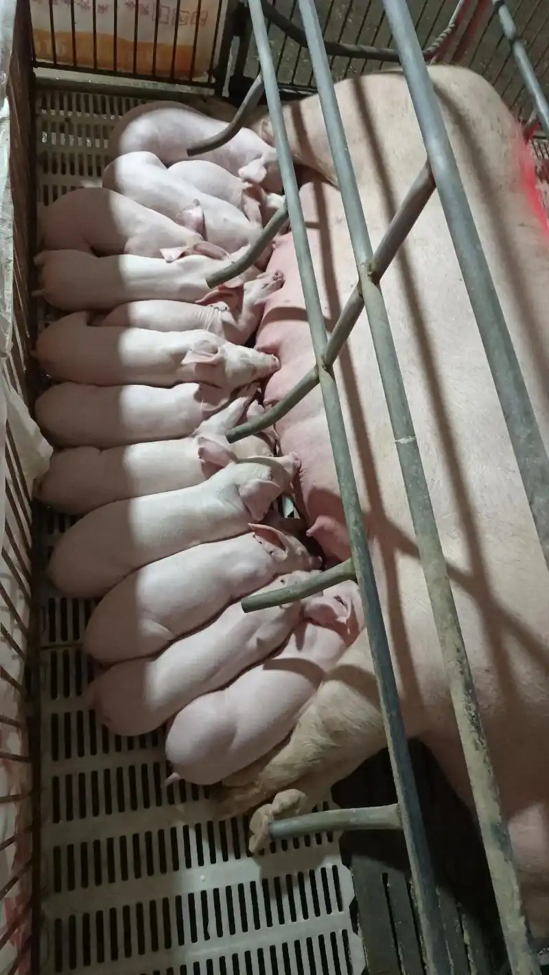 精品母猪#后背母猪#二元母猪#原种母猪 #高产母猪 @do - 抖音