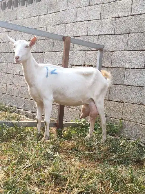 畜牧商情 供应信息 信息标题:奶山羊孕羊饲喂管理和