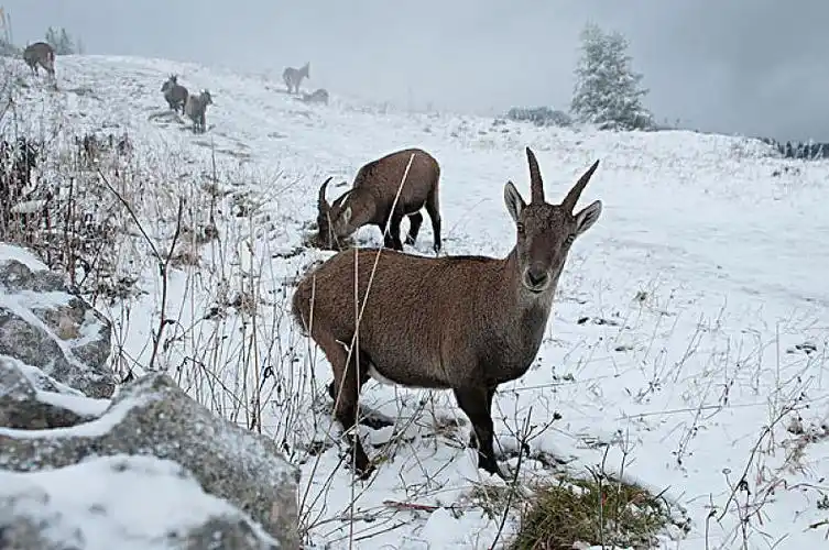 野山羊图片_野山羊图片素材_野山羊图片大全_野山羊高清图片_全景视觉