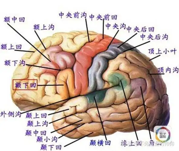 大脑分区与分区
