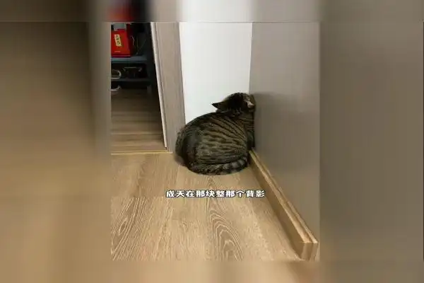 大肥猫因为单身感到孤独,紧紧靠在墙角上,留个背影给主人看让人心疼