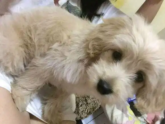 泰迪狗和金毛能配种吗 泰迪狗和比熊杂交好吗