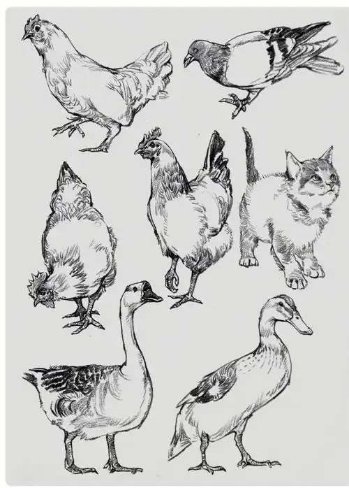 速写场景小动物