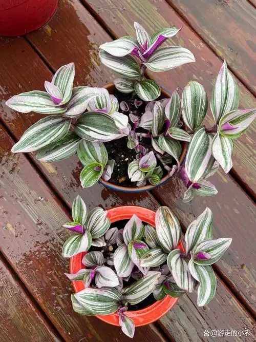 盆栽油画婚礼吊兰繁殖方法与养护技术措施