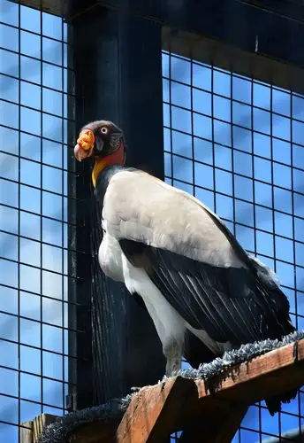 加拿大安省野生动物园