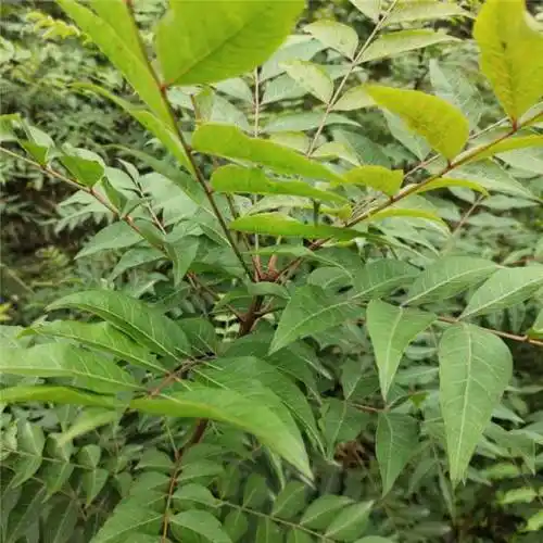 黄连木小苗落叶乔木行道风景树秋季叶红观赏性强