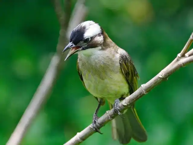 白头翁鸟为什么不能养?