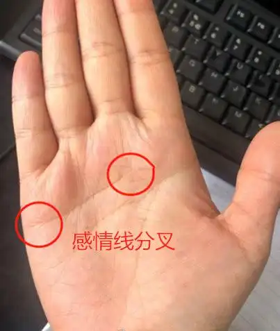 2,感情线上有分叉这样的人对待感情很自信,并且很主动,一旦遇到心仪的