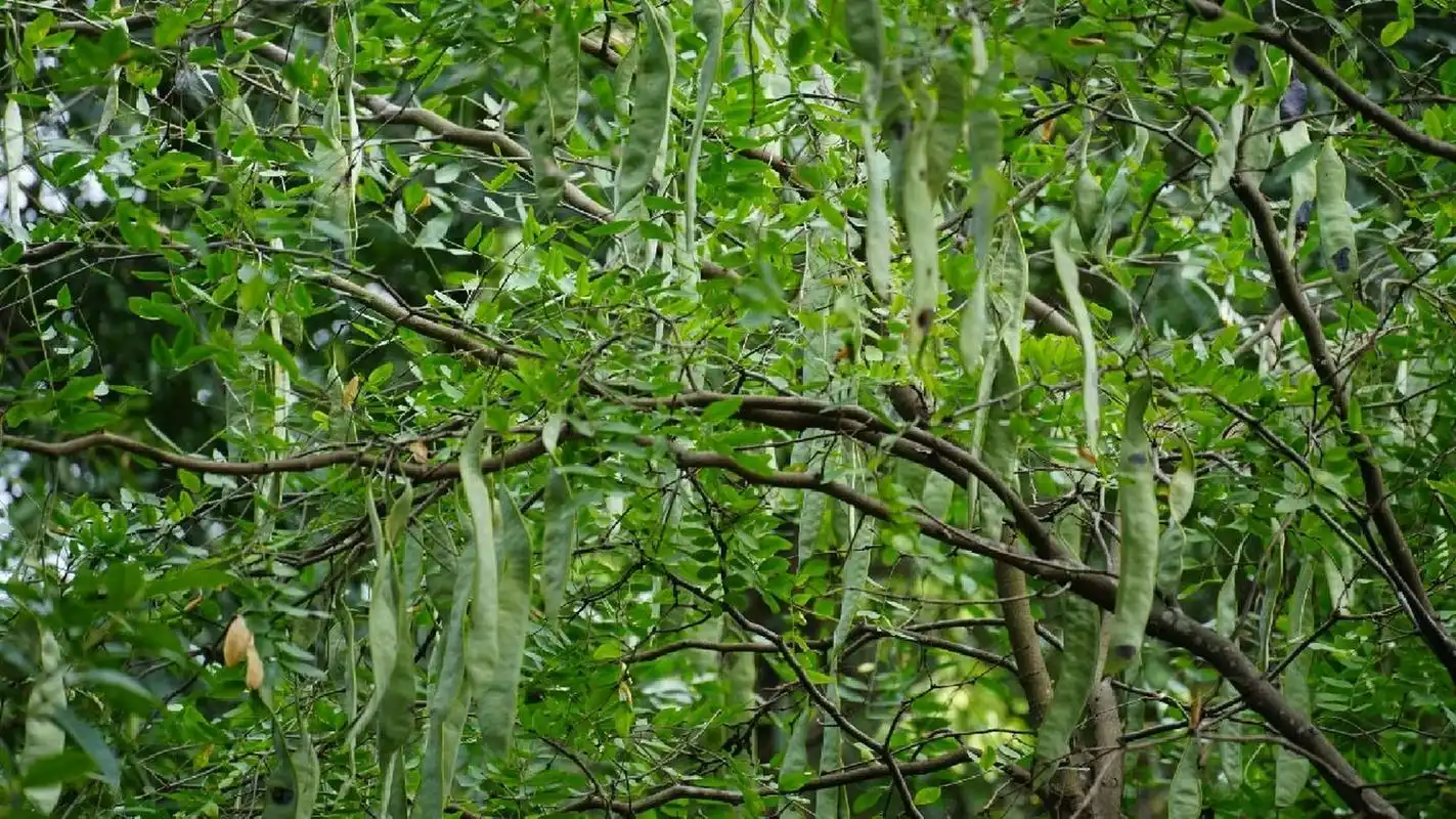 长在树上的豆角树 皂角树|肥皂树  典型的豆科植物|4-5月开花|9-10月
