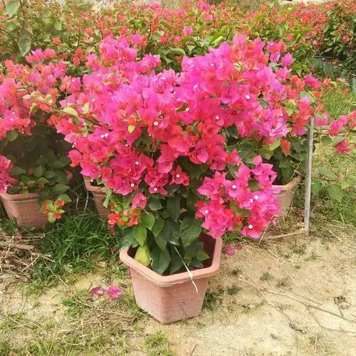 同安红三角梅多少钱一棵 福建三角梅基地批发价 - 桂丽园艺场