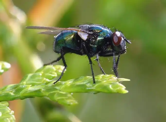 苍蝇, 翅膀, 昆虫, 眼睛, 叶子, 植物, 自然