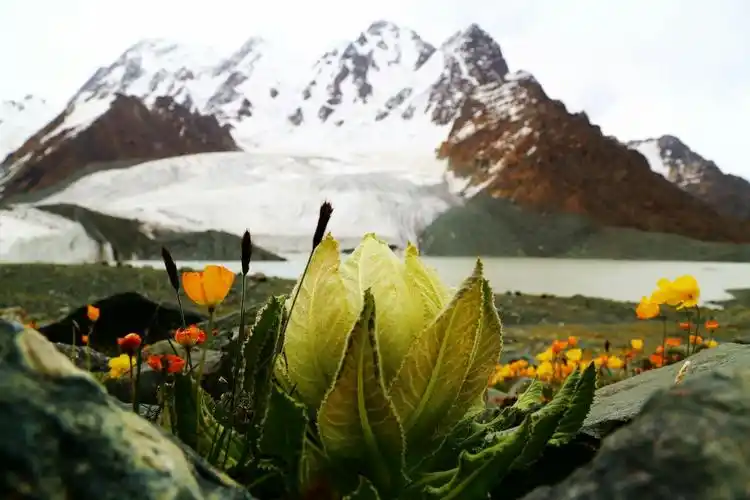 祁连山上的雪莲花