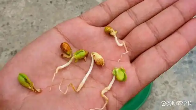 教你园艺小技巧如何用樱桃种子培育成小盆栽