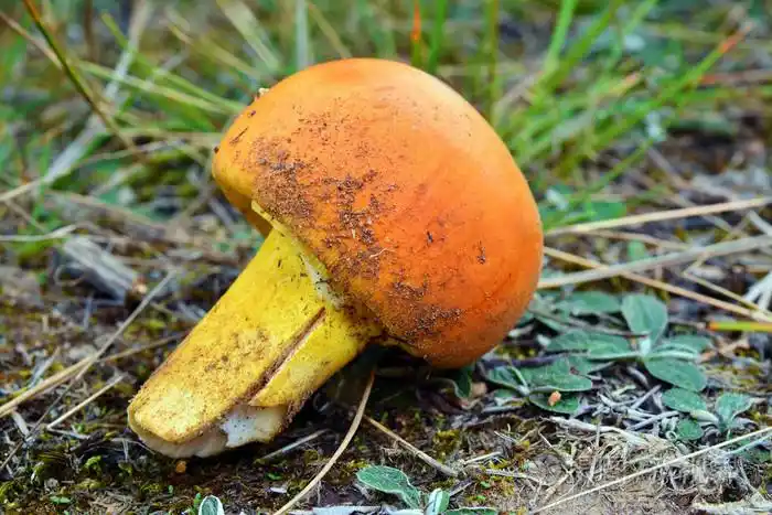 鹅膏菌凯撒利亚