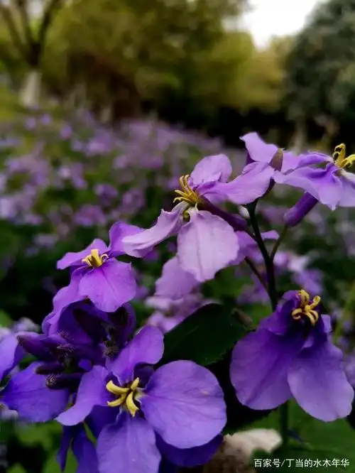 淡淡的蓝紫色的小花一丛丛一簇簇地绽放,因为它的叶子很像油菜花,好多