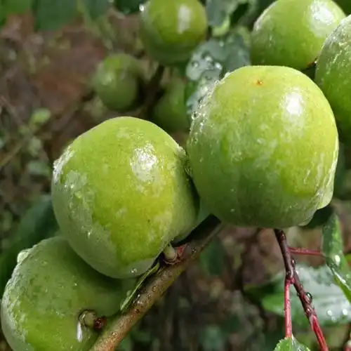特价青梅苗包邮_青梅苗树苗青口梅酸梅苗乌梅种植梅子树嫁接苗实生苗