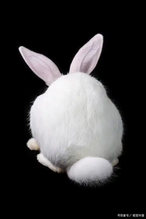 你知道兔子尾巴的秘密吗?