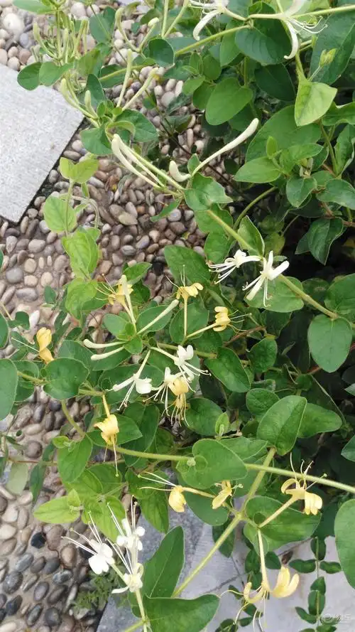 【评头论足】金银花