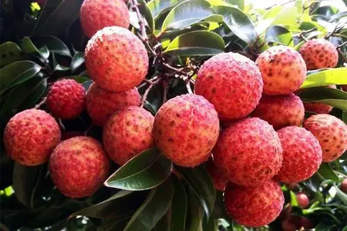 8,马贵荔马贵荔成熟期多在8月中旬左右,比怀枝迟熟10-15天.